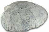 Fossil Tortoise (Testudo) Shell - South Dakota #265288-3